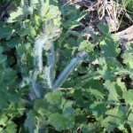 post-IMG_2153